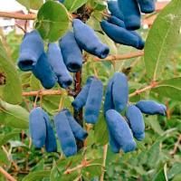 Жимолость голубая Дуэт