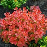 Барбарис тунберга Флоренс