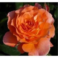 Роза флорибунда Оранж Сента (Orange Senta)