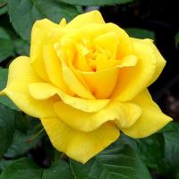 Роза флорибунда Голден Веддинг (Golden Wedding)