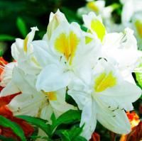 Азалия (Рододендрон) Тоукан