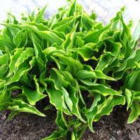 Хоста  Лемон Делайт