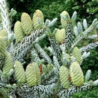 Пихта корейская Сильберлок