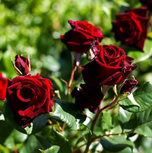 Роза чайно-гибридная Норита (Norita)