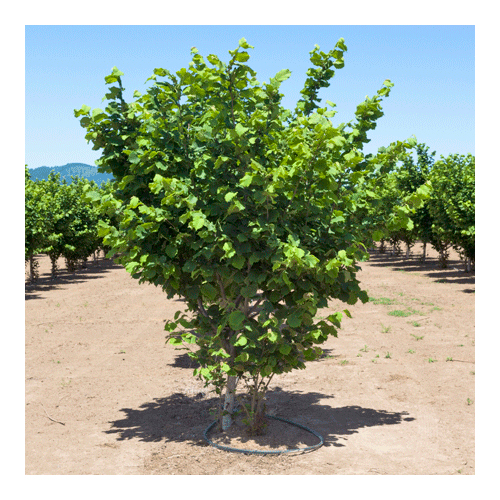 Лещина Тонда Романа