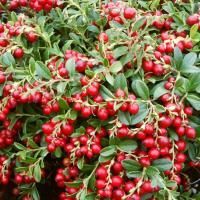 Брусника обыкновенная Коралл