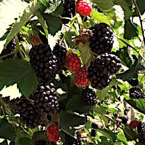 Ежевика Релевант