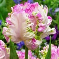 Луковицы Тюльпан Веберс Пэррот (5 шт), размер 10/11