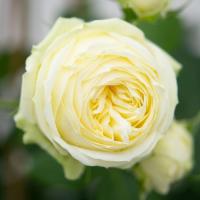 Роза чайно-гибридная Уайт Пиано (White Piano)