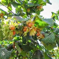 Лещина Тонда ди Джиффони