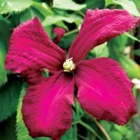 Клематис Мадам Джулия Корревон