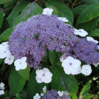 Гортензия шершавая Макрофилла