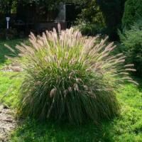 Пеннисетум лисохвостный Хербстцаубер