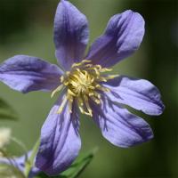 Клематис Юули