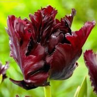 Луковицы Тюльпан Блэк Пэррот (5 шт), размер 10/11