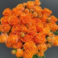 Роза флорибунда Яна (Jana)