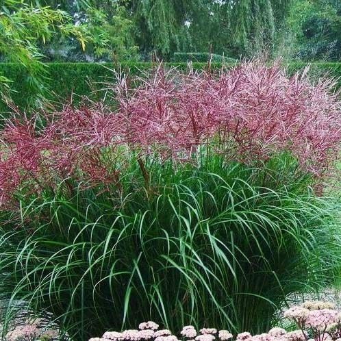 Мискантус китайский Ротфедер