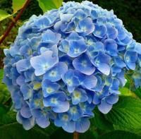 Гортензия крупнолистная Никко Блю