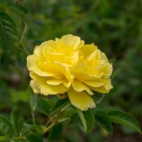 Роза плетистая Голден Шауэрс (Golden Showers)