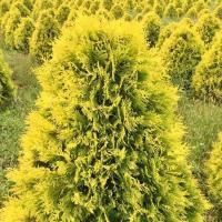 Туя Западная Санкист