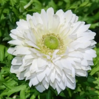  Луковицы Анемон Маунт Эверест (15 шт), размер 5/6