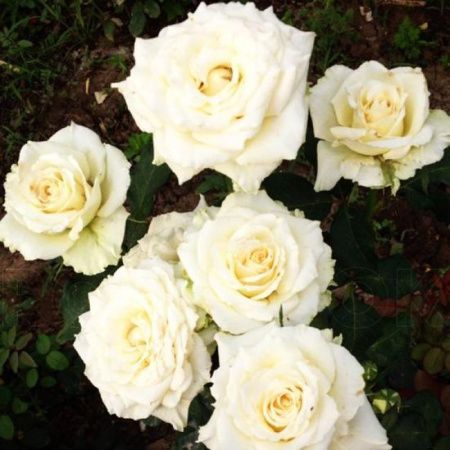 Роза чайно-гибридная Тинеке (Tineke)