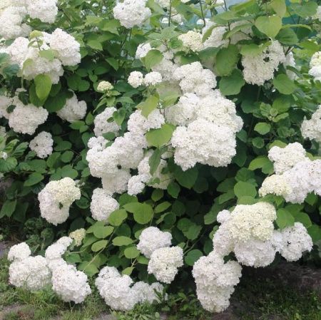 Гортензия древовидная Уайт Дом