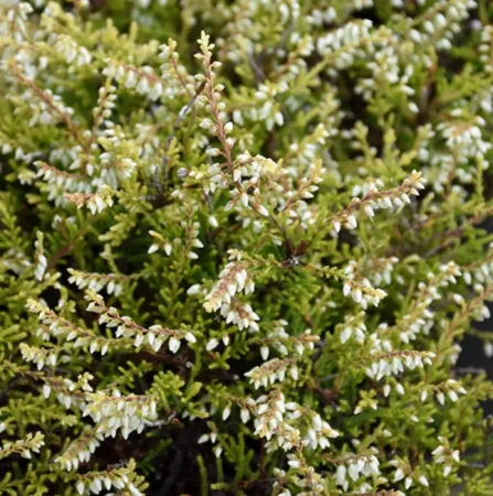 Вереск обыкновенный Кинлохруель