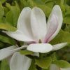 Магнолия Суланжа Специоза