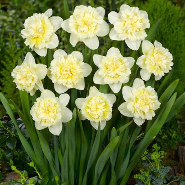 Луковицы Нарцисс Айс Кинг (5 шт), размер 10/12