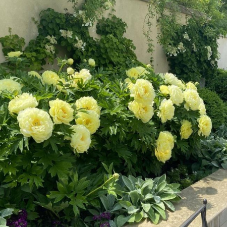 Пион ИТО Бартзелла