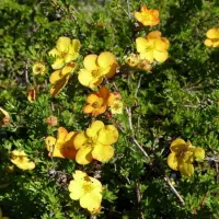 Лапчатка кустарниковая Аннет