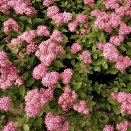 Спирея японская Манон