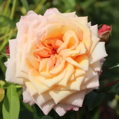 Роза клаймбер Барок (Barock)