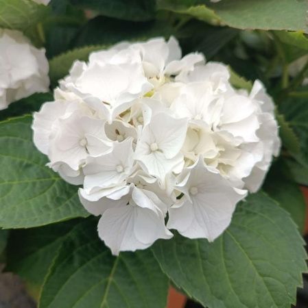 Гортензия крупнолистная Вуду