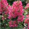 Гортензия метельчатая Мэджикал Файер