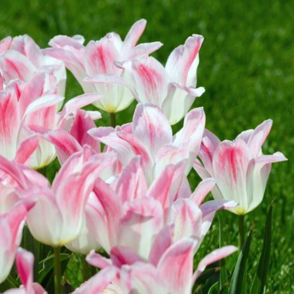 Луковицы Тюльпан Холланд Чик (5 шт), размер 10/11