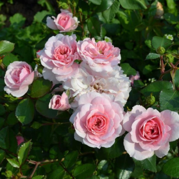 Роза кустовая Боника 82 (Bonica 82)