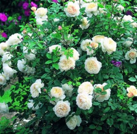 Роза шраб Крокус Роуз (Crocus Rose)