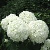 Гортензия древовидная Анабель