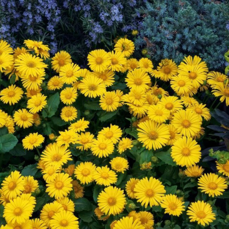 Дороникум восточный Леонардо