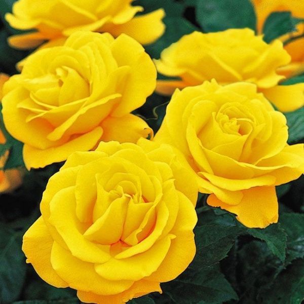 Роза флорибунда Голден Веддинг (Golden Wedding)