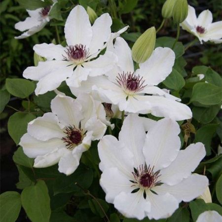 Клематис Джеймс Мейсон