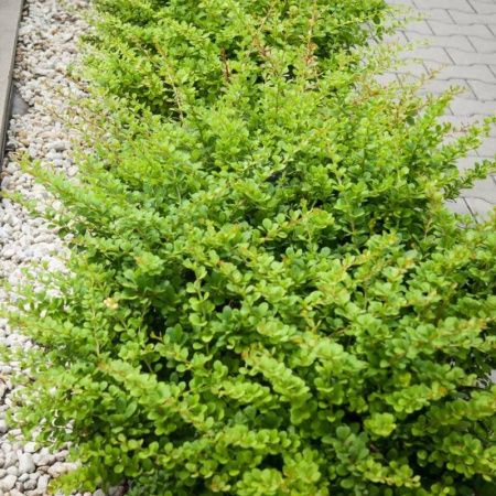 Барбарис Тунберга Грин Карпет