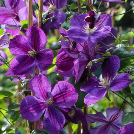 Клематис Стар оф Индия