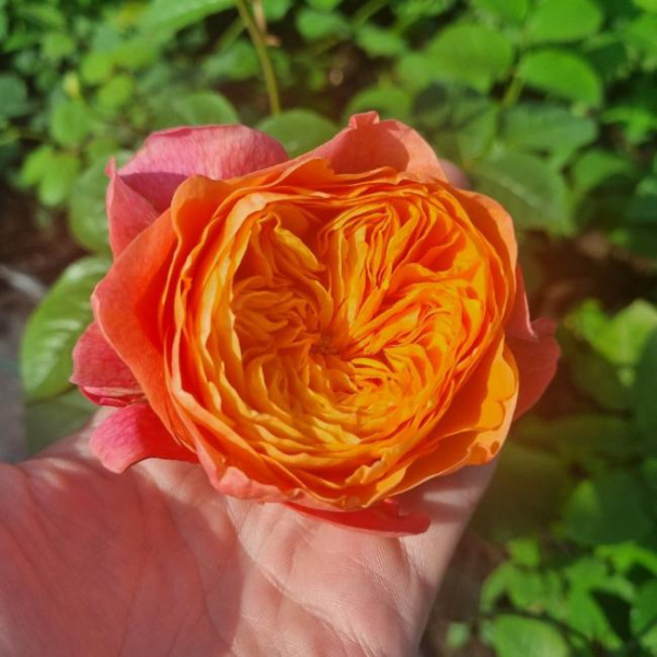 Розы чайно-гибридная Викториан Сикрет (Rose Tea Hybrid Victorian Secret)