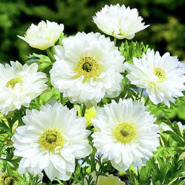  Луковицы Анемон Маунт Эверест (15 шт), размер 5/6