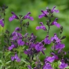 Шалфей грегга Мираж Вайолет