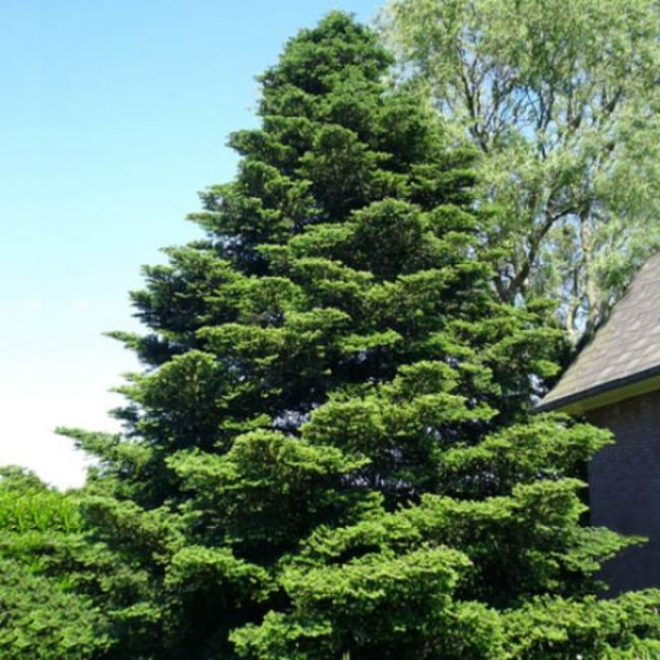 Пихта Корейская