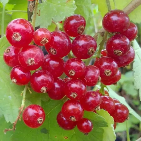 Смородина Рондом 